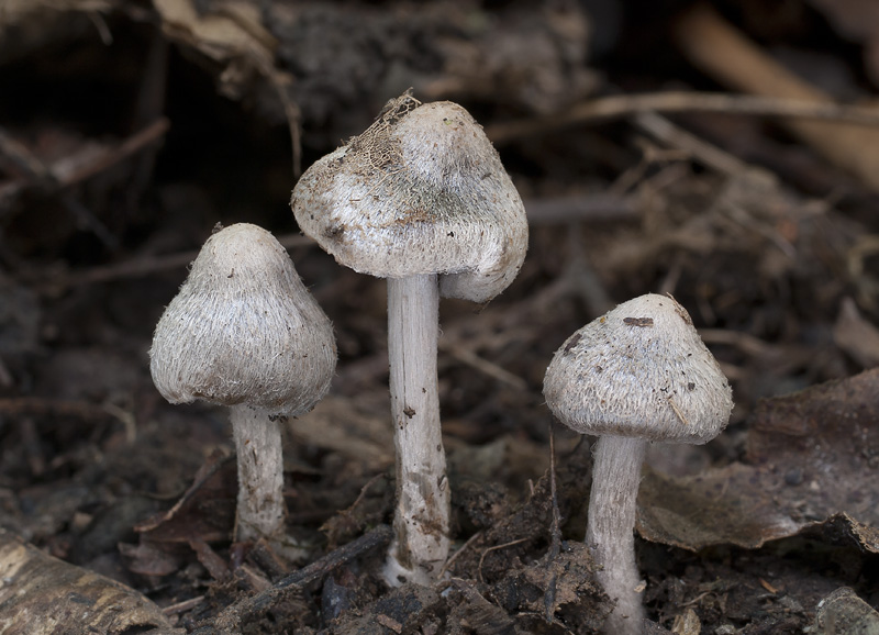 Entoloma araneosum